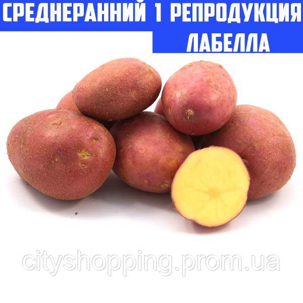 Семенной картофель Ранний посадочный картофель голландский Семенная картошка сорта ЛАБЕЛЛА 1 репродукции - фото 1 - id-p1592378376