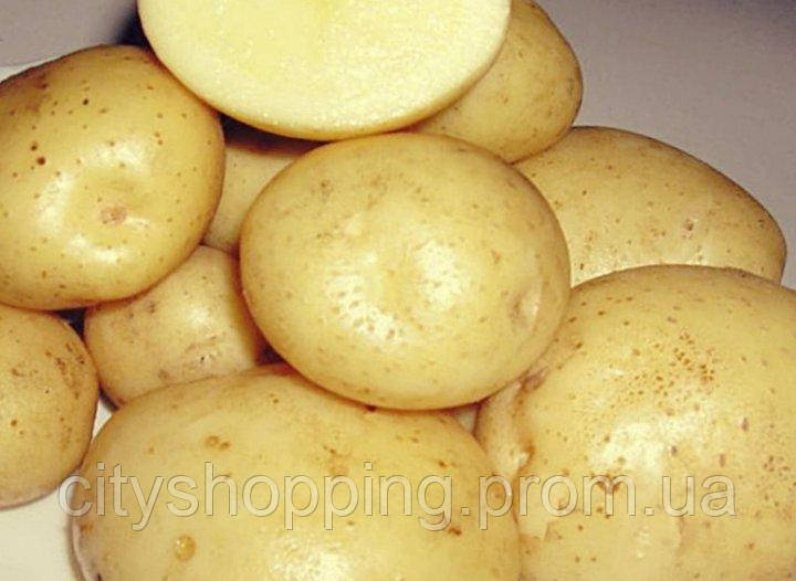 Семенной картофель среднепоздний посадочный картофель голландский Семенная картошка сорта СИФРА 1 репродукции - фото 4 - id-p1592470462