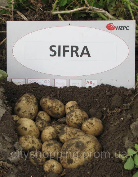 Семенной картофель среднепоздний посадочный картофель голландский Семенная картошка сорта СИФРА 1 репродукции - фото 2 - id-p1592470462