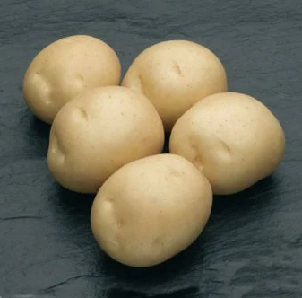 Семенной картофель среднепоздний посадочный картофель голландский Семенная картошка сорта СИФРА 1 репродукции - фото 5 - id-p1592470462
