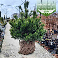 Pinus mugo uncinata, Сосна гірська гачкувата,P9 - горщик 9х9х9