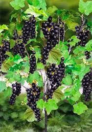 Смородина чорна Бінар штамб