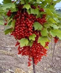 Штамбова червона смородина Ровада