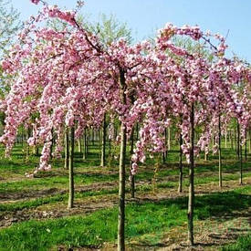 Сакура на штамбі