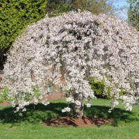 Сакура на штамбі біла