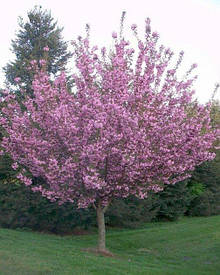 Сакура дрібнопільчаста Роял Бургунді