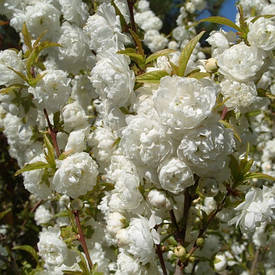 (сакура біла)