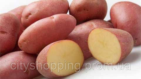 Семенной картофель Среднепоздний посадочный картофель голландский Семенная картошка сорта ФЛАМЕНКО - фото 4 - id-p1593946446