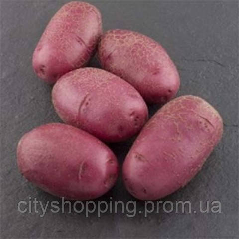 Семенной картофель Среднепоздний посадочный картофель голландский Семенная картошка сорта ФЛАМЕНКО - фото 2 - id-p1593946446