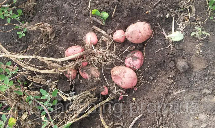 Семенной картофель Среднепоздний посадочный картофель голландский Семенная картошка сорта ФЛАМЕНКО - фото 6 - id-p1593946446