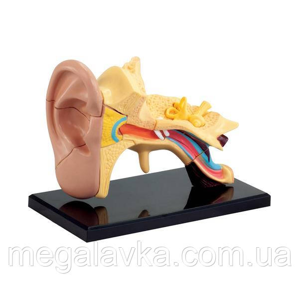 Модель анатомія вуха Edu-Toys збірна, 7,7 см (SK012) — MegaLavka