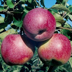 Саджанці яблуні зимового сорт Флоріна, підщепа 54-118 🌱 В ПАКЕТІ 3.5 л
