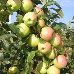 Саджанці яблуні зимового сорт Скіфське золото, підщепа 54-118 🌱 В ПАКЕТІ 3.5 л