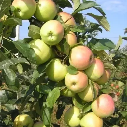 Саджанці яблуні зимового сорт Скіфське золото, підщепа 54-118 🌱 В ПАКЕТІ 3.5 л, фото 1