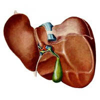 У разі захворювань печінки та жовчовивідних шляхів (Гепатит, цироз, панкреатит)