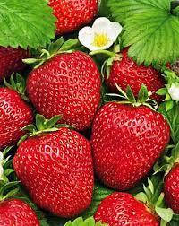 Саженці клубники