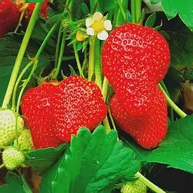 Саджанці полуниці Гармонія (10 шт.)