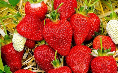 Полуниця "Богота" (5 шт.)