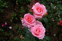 Троянда Ноблес (Noblesse) чайно-гібридна