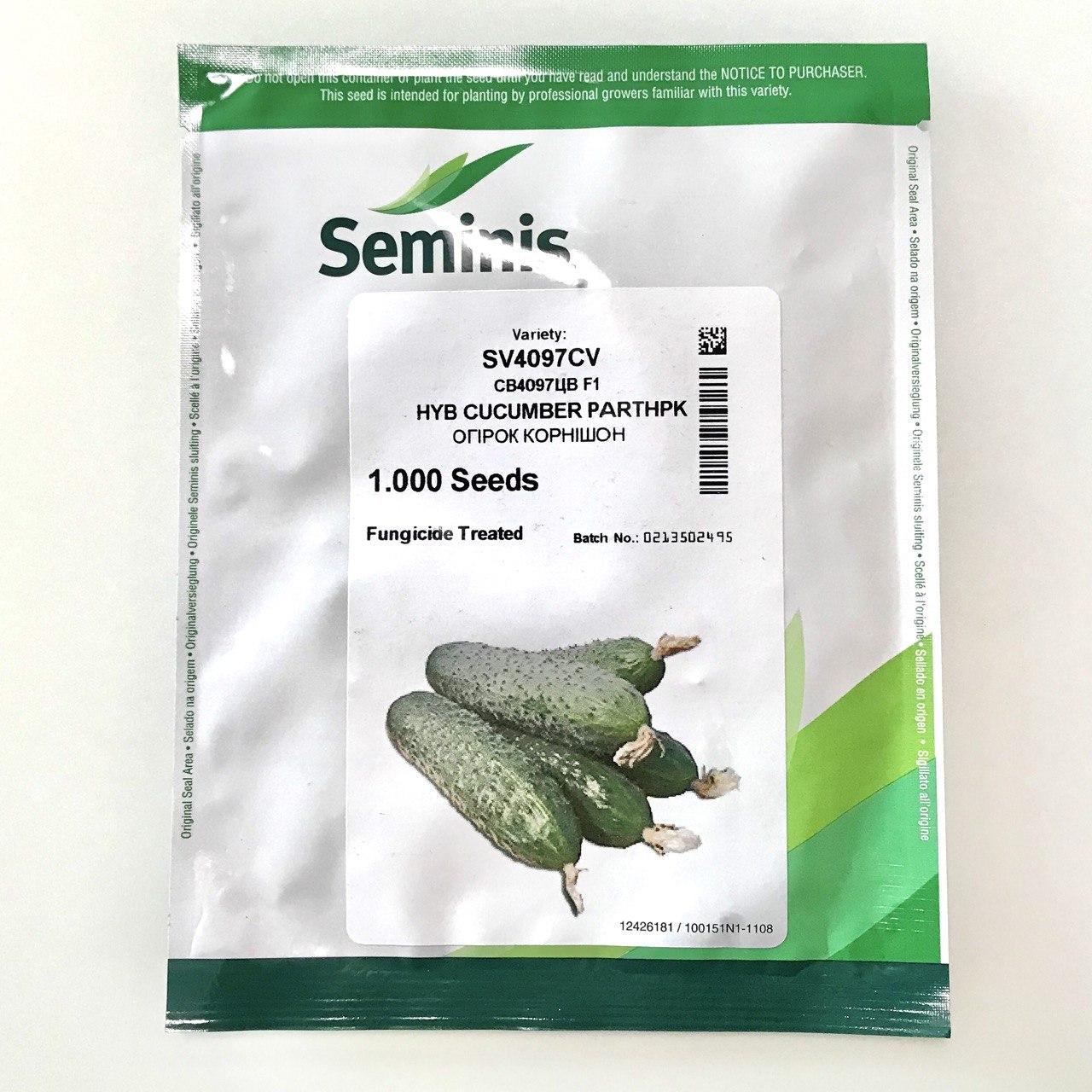 Насіння огірка СВ 4097 F1 (SV 4097 F1) Seminis 250