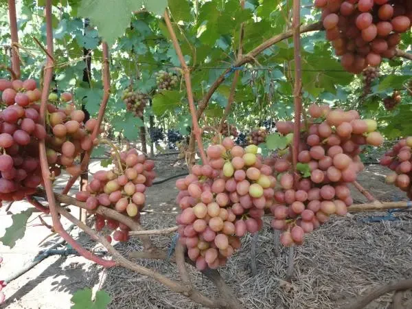 Купить Саженец Винограда Плодовый Экспресс Ранний Сорт