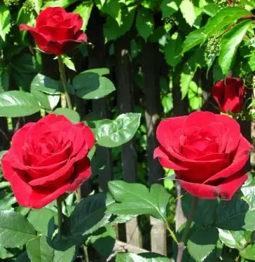 Роза чайно-гибридная "ГРАНД ГАЛА" ('Grand Gala'), цена 60 грн — Prom.ua ...