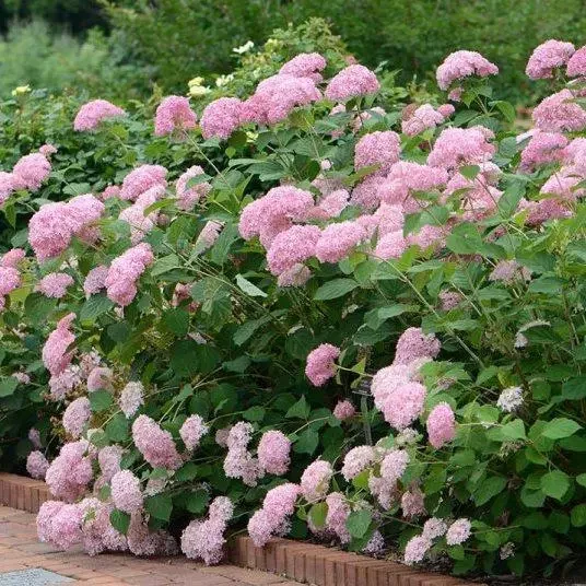 Гортензия "АНАБЕЛЬ ПИНК" Древовидная (Hydrangea Arborescens `Pink ...