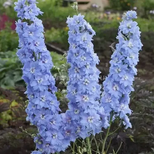 Дельфиниум "ГОЛУБОЙ МАХРОВЫЙ" / Саженцы (ЗКС), цена 60 грн - Prom.ua ...