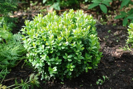 Самшит вічнозелений Buxus sempervirens 50-60 см, фото 3
