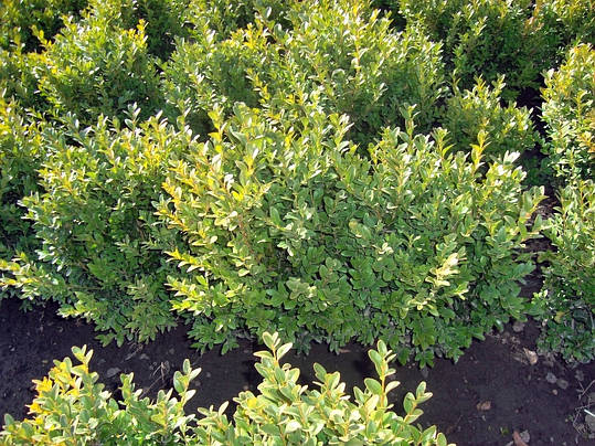 Самшит вічнозелений Buxus sempervirens 50-60 см, фото 1
