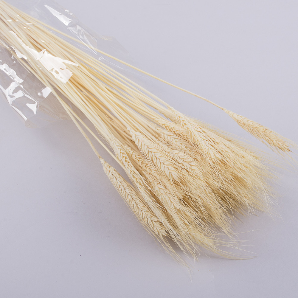 Пшеница сухоцвет натуральный 50 шт - фото 1 - id-p1596676762