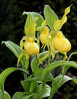Орхідея садова "Yellow". Циприпедиум "Yellow". Cypripedium parviflorum "Yellow"