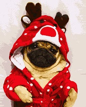 Картина за номерами "Мопсик" 40*50 см