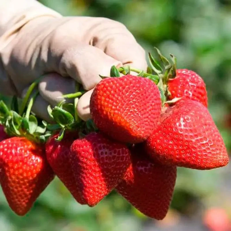 Клубника "САН АНДРЕАС" Ремонтантная / Саженцы / Премиум Качество ...