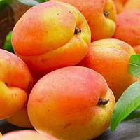 Абрикос Харкот 1 клас