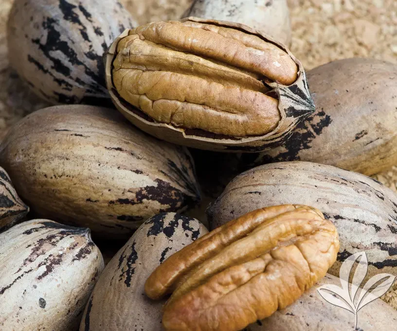 Орех пекан стюарт. Кария пекан. Саженцы орех пекан. Орех пекан сорт вашингтон. Пекан описание сортов.