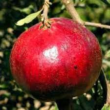 Гранат «Ак-Дона Кримська», фото 1