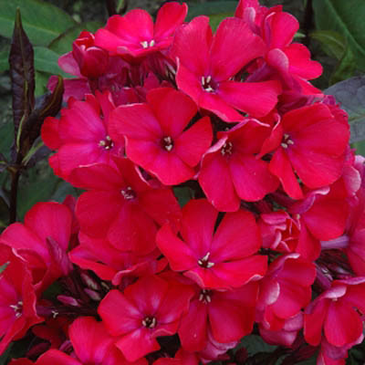 Саджанці ФЛОКСА Starfire (1 шт.)