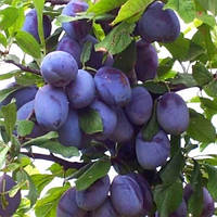 Слива Угорка 1 клас