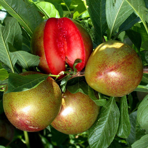 Слива Флавор Супреме 1 клас