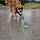 Игрушка для собак на присоске Dog Toy Rope PULL / Игрушка для домашних животных, фото 8