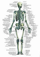 Скелет людини (вид ззаду) постер