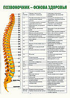 Хребет основа здоров'я - плакат