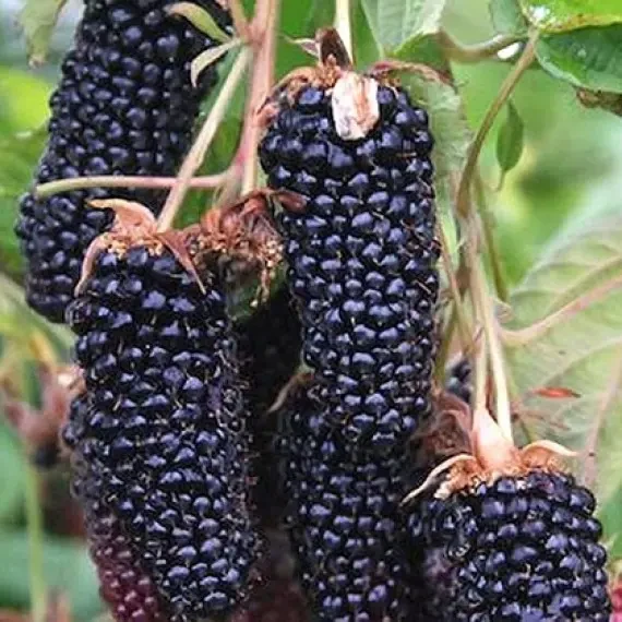 Кеңседегі дәретханадағы порно