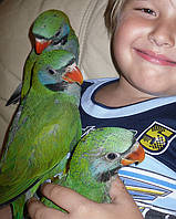 Китайський попуга ,або чинський попуга..Малюки.
