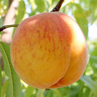 Персик Вулкан Т1 1 клас (1шт.)