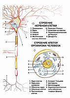 Строение нервной клетки. Строение клетки организма человека - постер