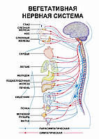 Вегетативная нервная система - плакат