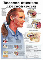 Височно-нижнечелюстной сустав - постер