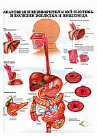 Анатомия пищеварительной системы и болезни желудка и пищевода - постер